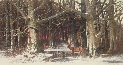 Deer in the Forest by G. Schneyder